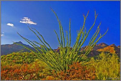 Sabino Canyon 18 pc.jpg