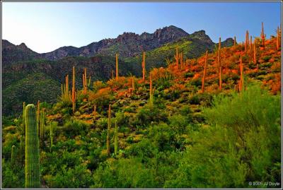 Sabino Canyon 21 pc.jpg
