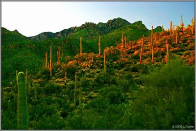 Sabino Canyon 21b pc.jpg
