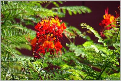 Tucson flora 1 pc.jpg