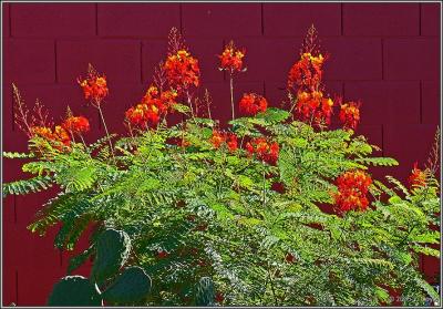 Tucson flora 2 pc.jpg