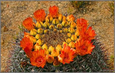desert_images