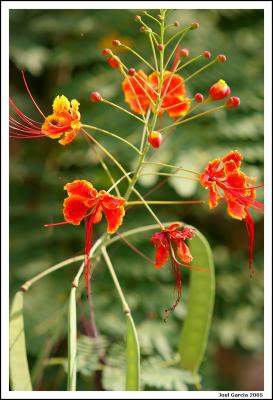 Red Flower