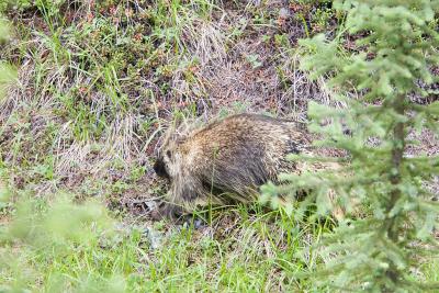 v3/47/466847/3/46402396.Porcupine.jpg