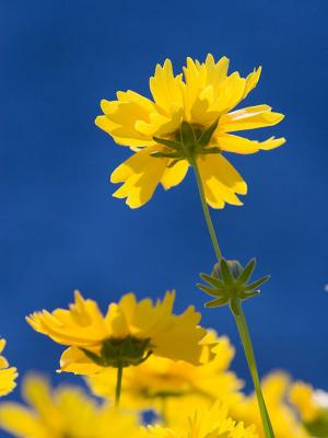 Coreopsis (Flying Saucer variety)