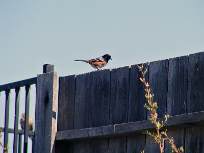 Spotted Towhee