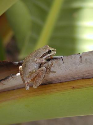 Tree Frog 1