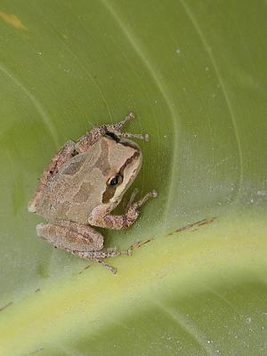Tree Frog 2