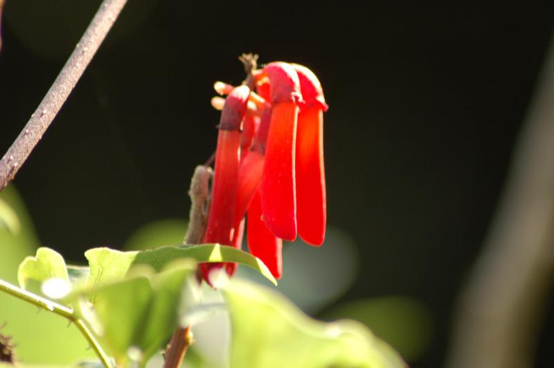 San Diego Botanic Garden