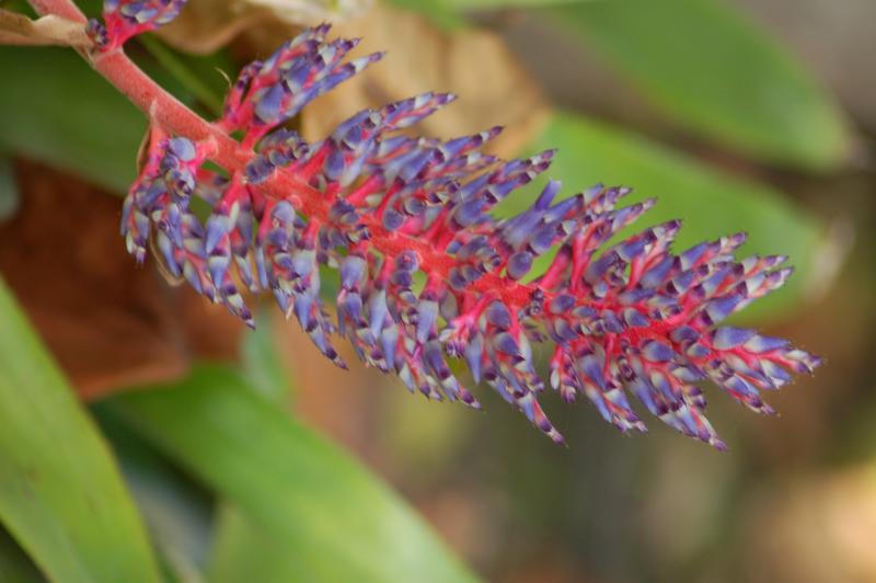 San Diego Botanic Garden