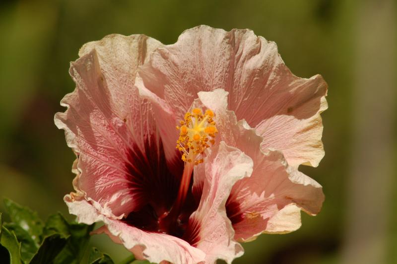 San Diego Botanic Garden