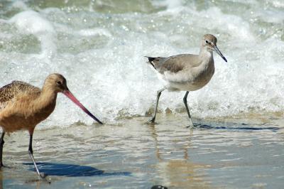 Torrey Pines beach birds