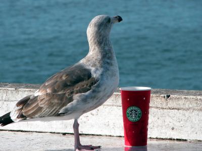 Starbucks friend