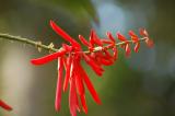 San Diego Botanic Garden