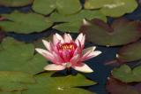San Diego Botanic Garden