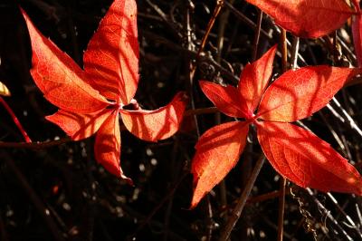 Creeper in Autumn