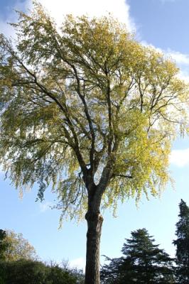 Grey Poplar  -  Worlds Tallest