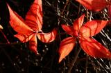 Creeper in Autumn