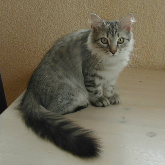 Izida on the kitchen table