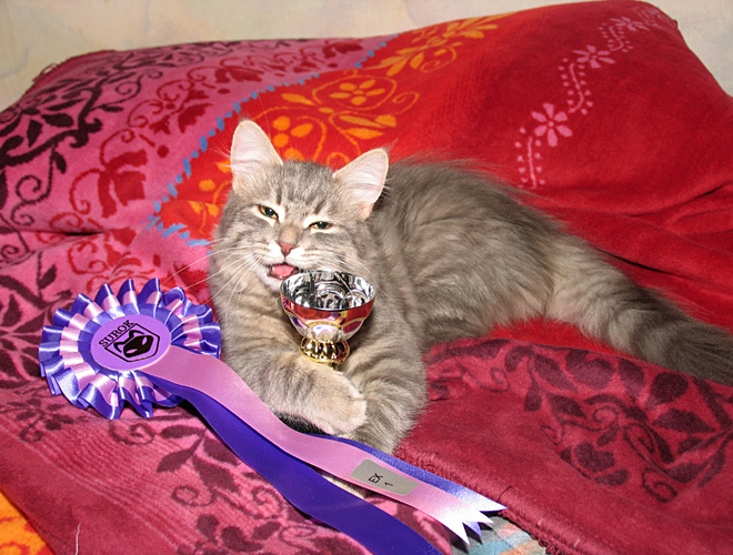 Look what Ive got!  - Aslak with his club trophy for NOM kittens and rosette.