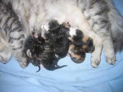 Neska and the kittens at four days at age.