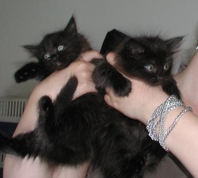 black kittens Divertido and Duendecillo