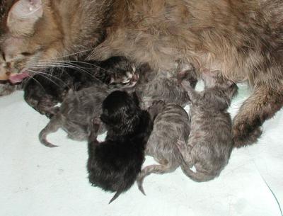 Essi and the kittens after the delivery.