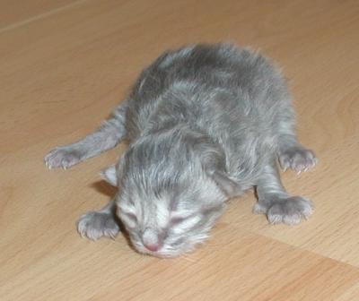 Sinitiikeri - blue mackerel tabby.