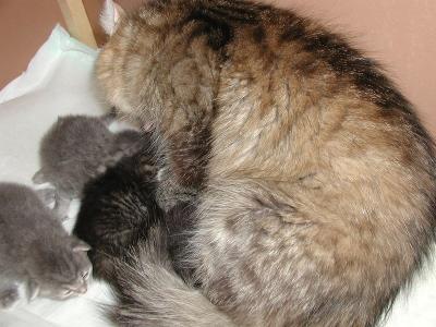 Essi and the kittens.