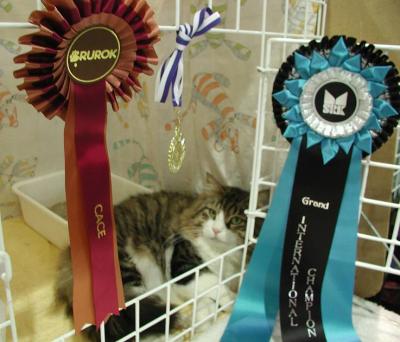 Boogie and his rosettes.