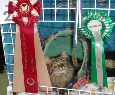 Those look nice - nomination medal and rosettes