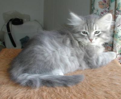 silver300805.jpg