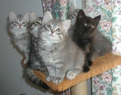 F kittens posing at 8,5 weeks