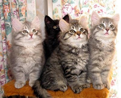 F-kittens posing