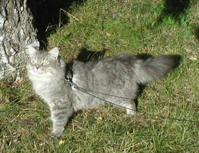 Siberian Cat Amante's Et cetera aka NEDI - blue mackerel tabby male, born May 17, 2004. Pictures in September 2005.
