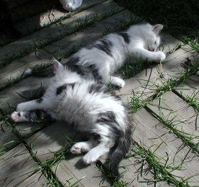 Anni's and Boogie's kittens - Annin ja Boogien pennut - Zigwan's C-pentue - litter C.