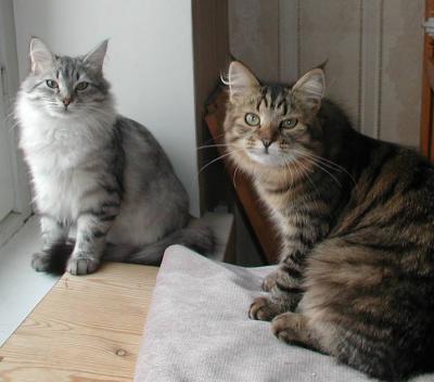 Charisma and Izzi - two young Siberian (cat)  girls