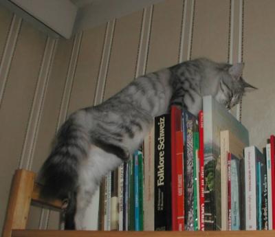 Exploring the book shelves