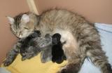 Tired mom and the kittens.