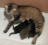 Mom Essi takes care of the 12 day old kittens.