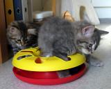 Aslak playing