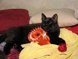 Figo and his new rosette.