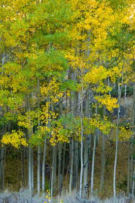 Fall Colors in Poudre Canyon