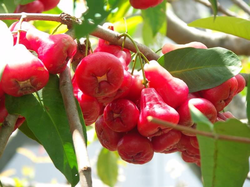 Wax Jambu (Syzygium samarangense)