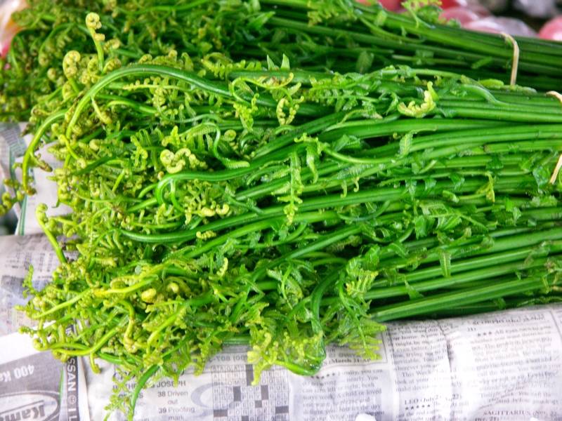 Warabi, fiddlestick ferns