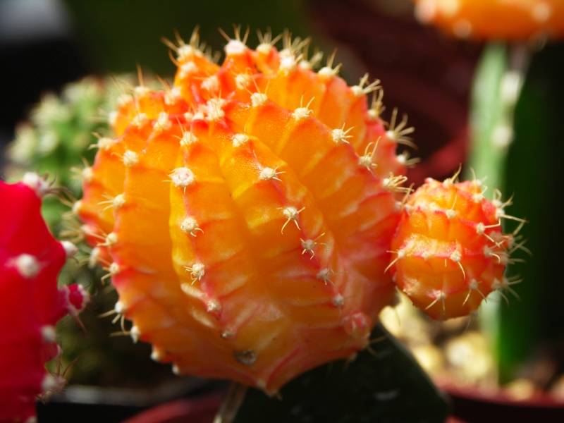 Gold cactus