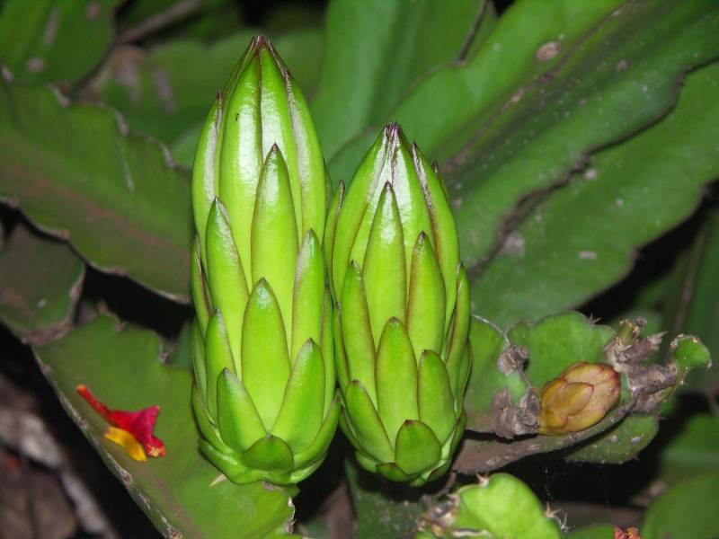 Cereus buds