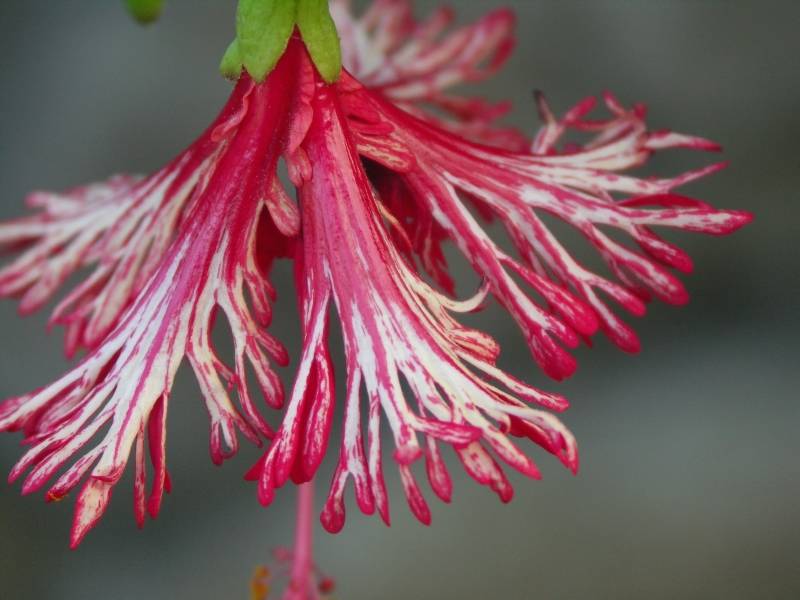 Striped Hibiscus