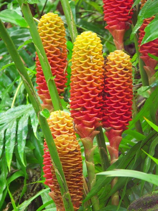 Orange-red beehive ginger