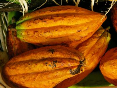 Cacao seed pods (Theobroma cacao)